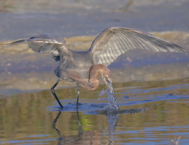 Afternoon With a Reddish Egret
