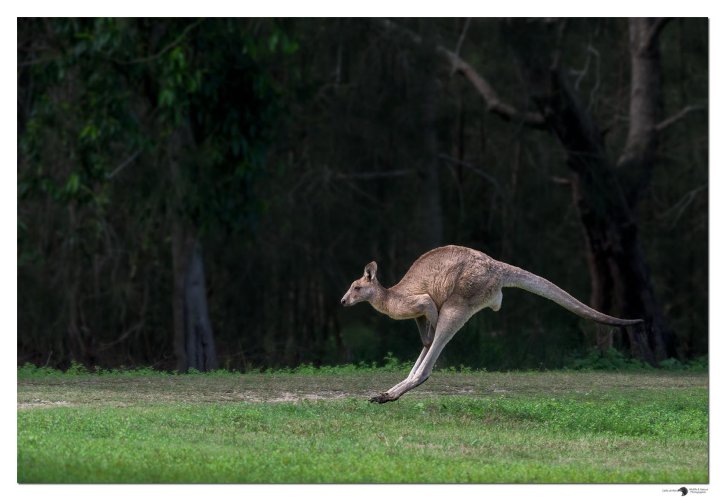 Hopping Kangaroo