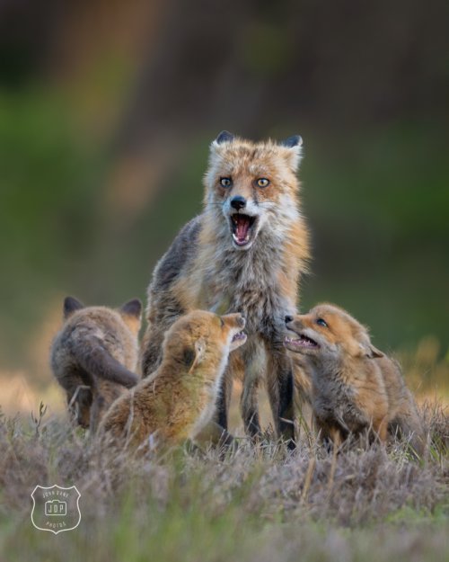 Dad fox with pups