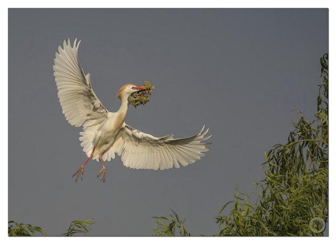 Western Cattle Egret delivering nesting material