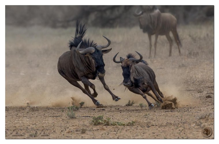 Mad cow on the run - blue wildebeest