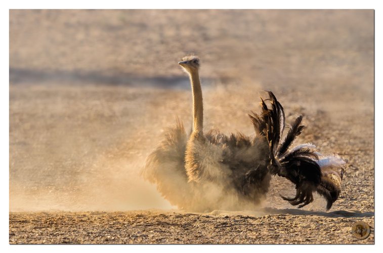 The lady at the dust spa - Common ostrich