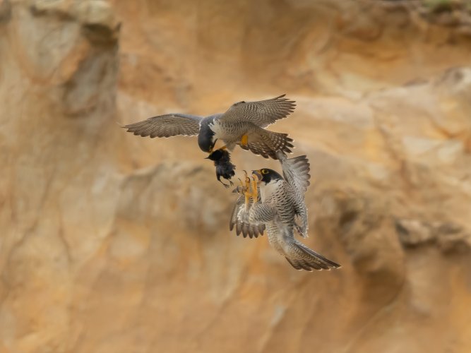 Peregrine Falcon in flight prey transfer