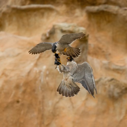 Peregrine Falcon in flight prey transfer