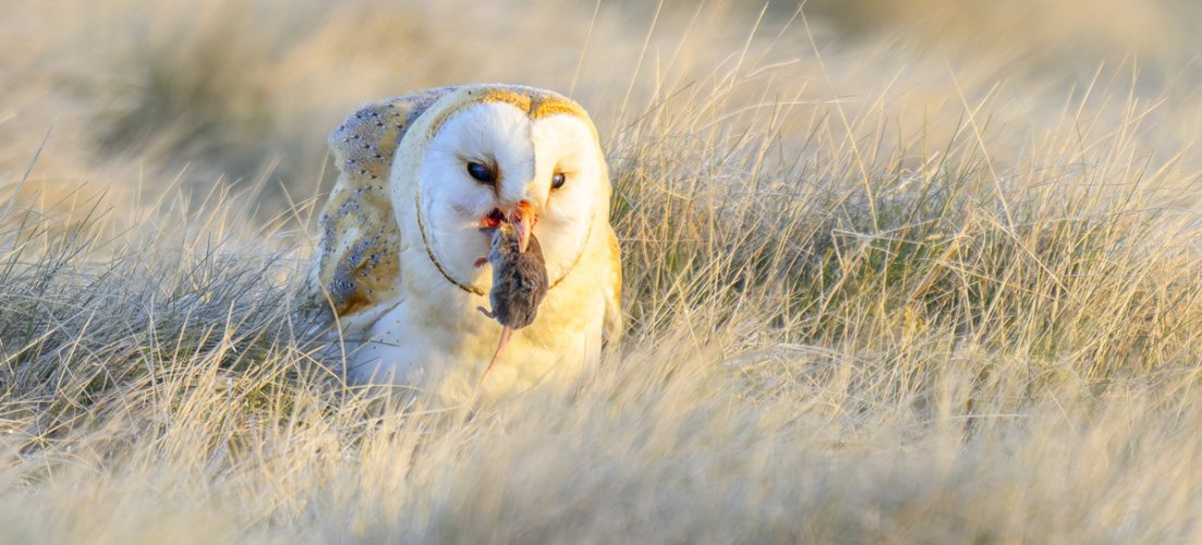 Barn Owl Eating (Maybe not view if squeamish)