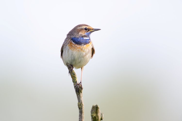 Bluethroat (finally I found one)