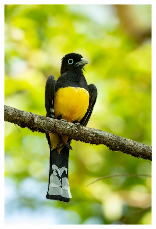 Costa Rica birds, first post