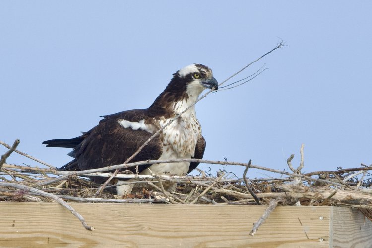 Closest Osprey platform finally has a working nest.