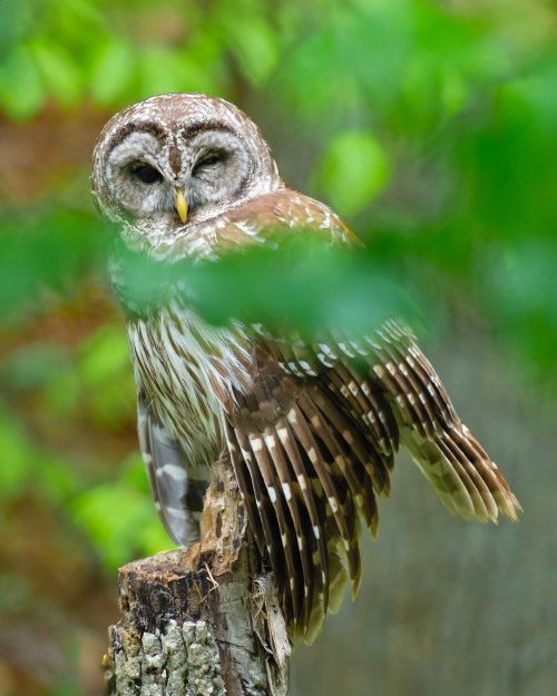 Barred Owl....