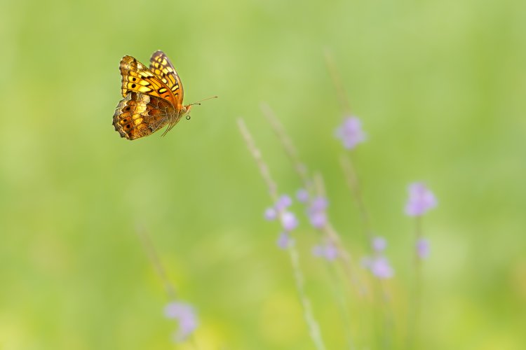 Variegated Fritillary on it's way to the next flower