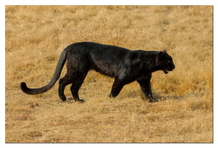 Black Leopard walking