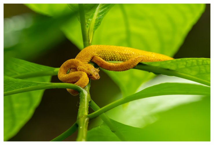 Costa Rica reptiles and amphibians.
