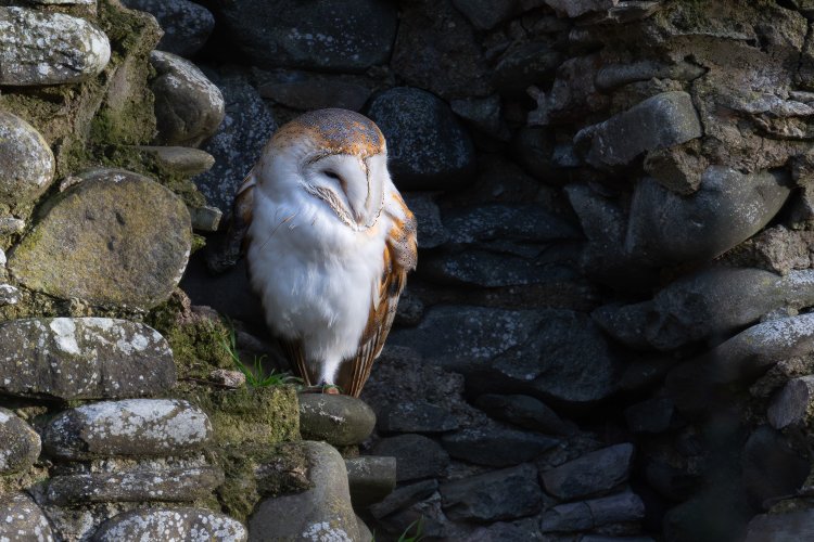 Barn Owl poses for "Nikon 840mm f9".......