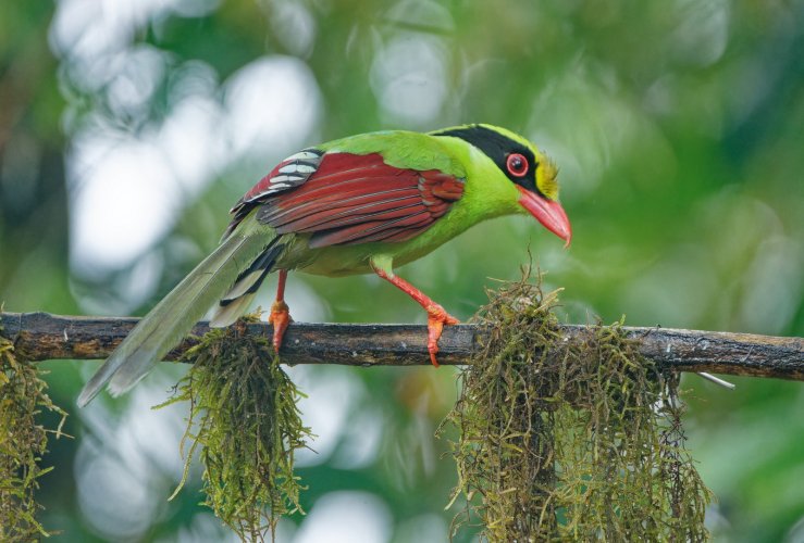 Gorgeous green beauty !