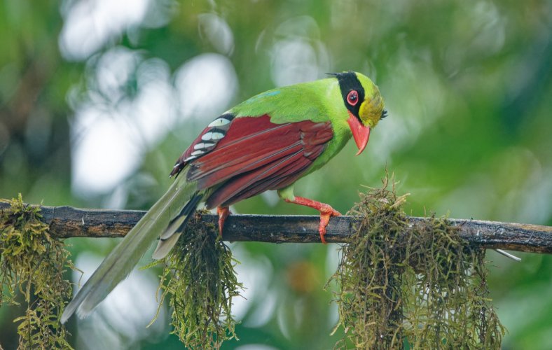 Gorgeous green beauty !