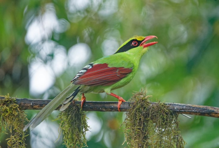 Gorgeous green beauty !