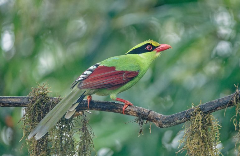 Gorgeous green beauty !