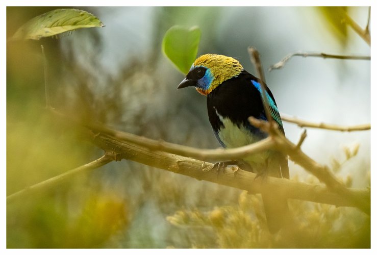 Costa Rica birds, second post