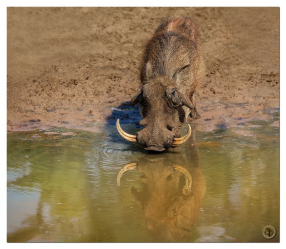 The beautiful ugly warthog