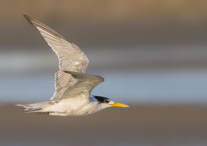 High-Speed Tern …