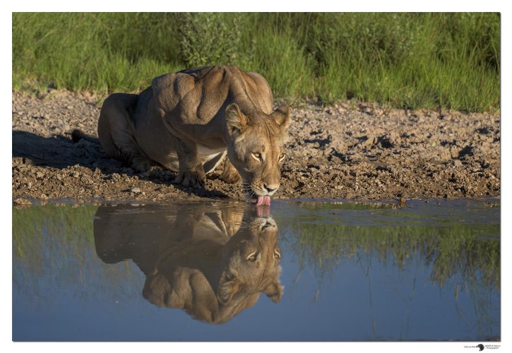Mirror, mirror in the road, what a lioness to behold