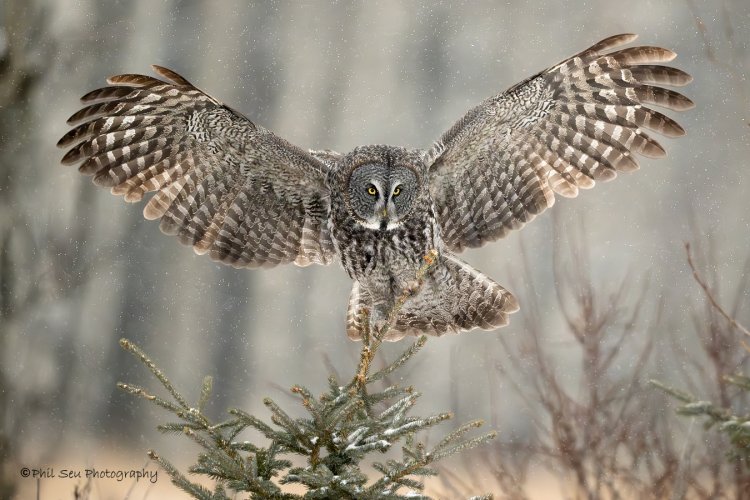 Great gray owls