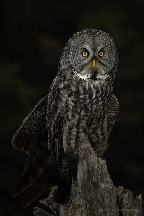 Great gray owls