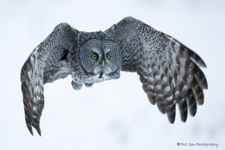 Great gray owls