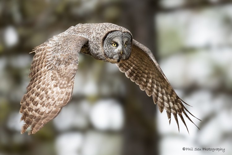 Great gray owls