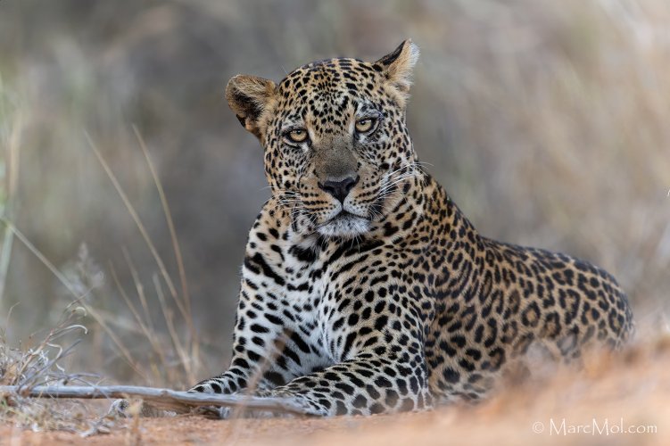 Celebrating: World Leopard Day