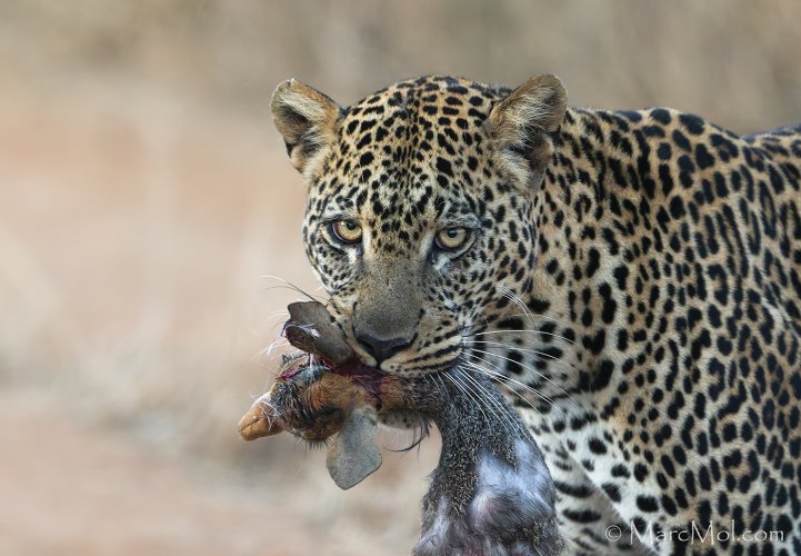 Celebrating: World Leopard Day