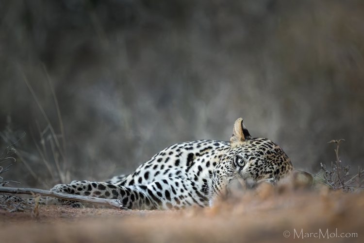 Celebrating: World Leopard Day