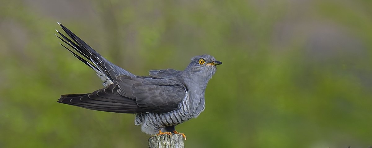 Male Cuckoo