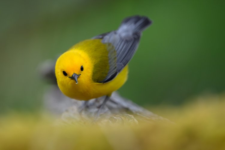 Prothonotary Warbler....