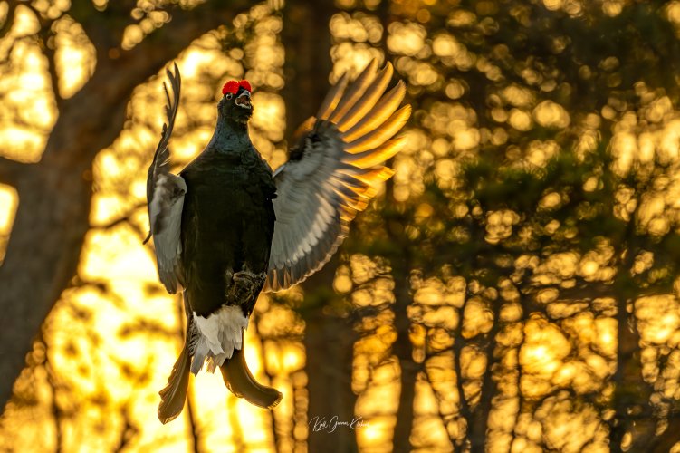 Black grouse