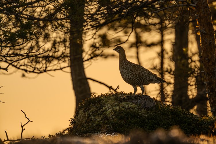 Black grouse