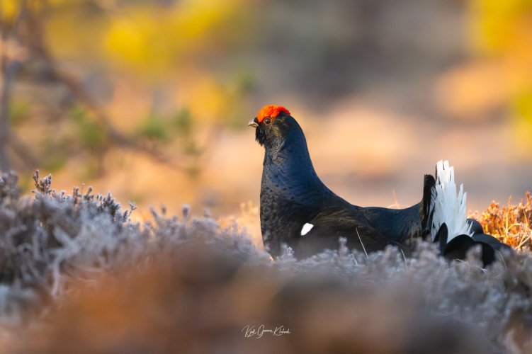 Black grouse