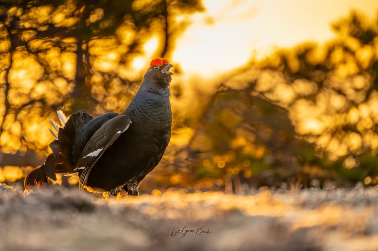 Black grouse