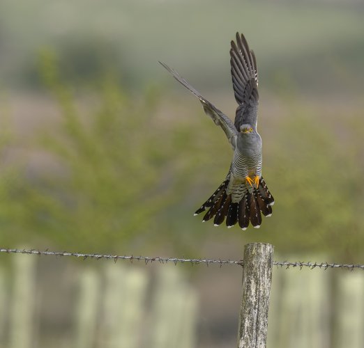 Male Cuckoo in Flight (Just)