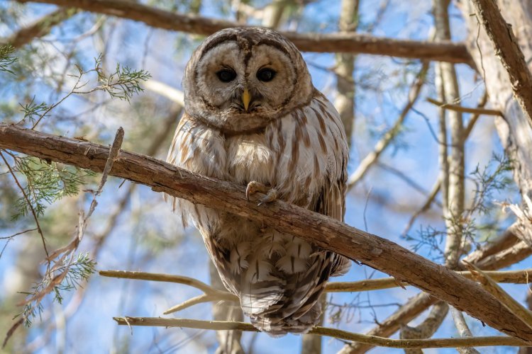 Barred Owl