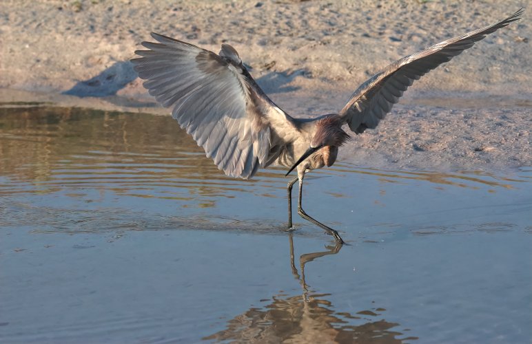 Reddish Egret Prowling