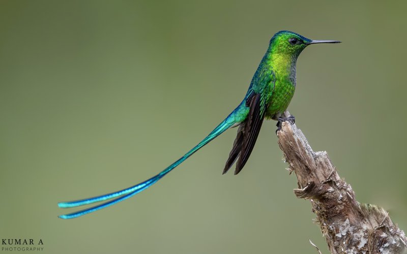 Pictures from my recent trip to Colombia. Nikon Z9 and 600mm TC lens