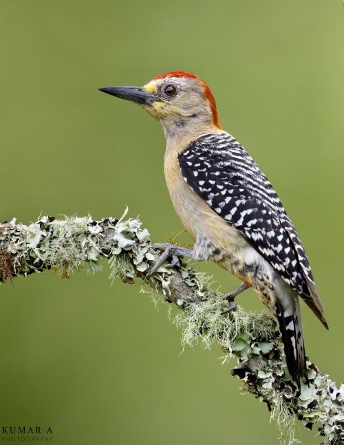 Pictures from my recent trip to Colombia. Nikon Z9 and 600mm TC lens