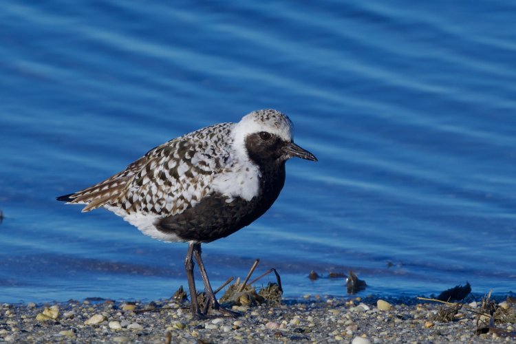 Black-bellied Plover: First Timer for me.