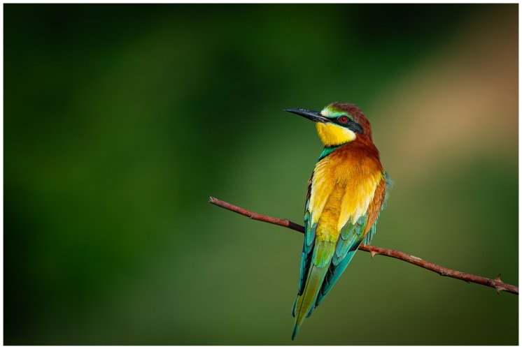 European bee-eaters 2024 edition