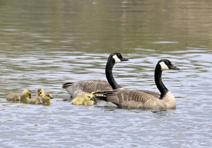 pond life with z9 and 180-600