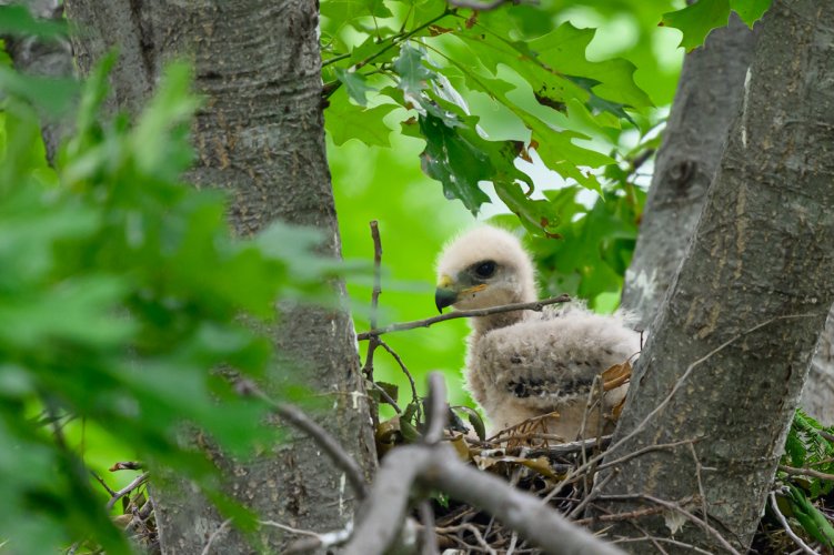 Hawk chicks growing - updated - added a new photo from today
