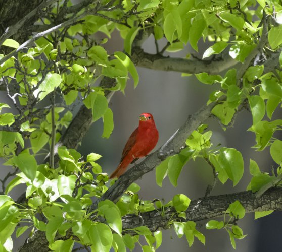 Summer Tanager