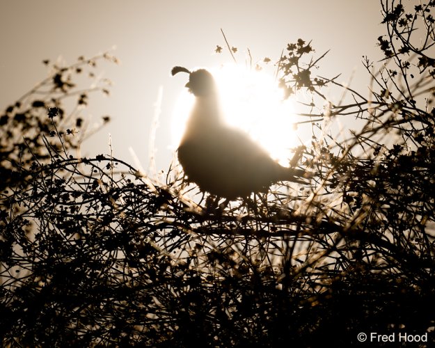 Rising sun behind Gambel's quail