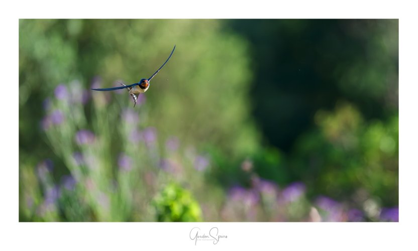Master Of The Air - Barn Swallow Hunting In A Meadow